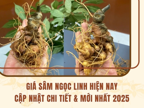 Cập nhật chi tiết và mới nhất 2025: Giá sâm Ngọc Linh hiện nay